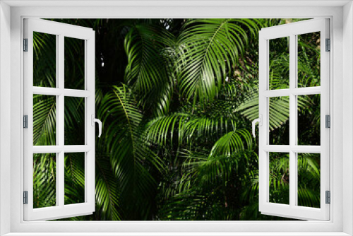 Fototapeta Naklejka Na Ścianę Okno 3D - green palm leaf of bush for decorative in garden