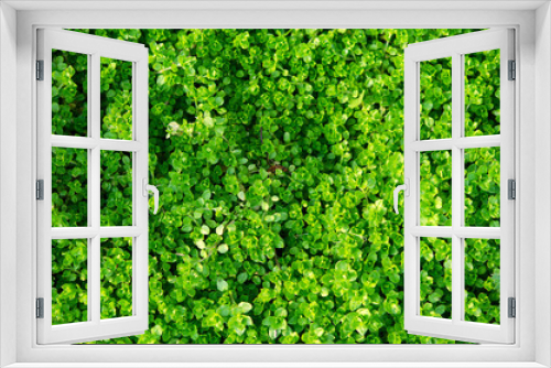 Fototapeta Naklejka Na Ścianę Okno 3D - green grass leaves natural background