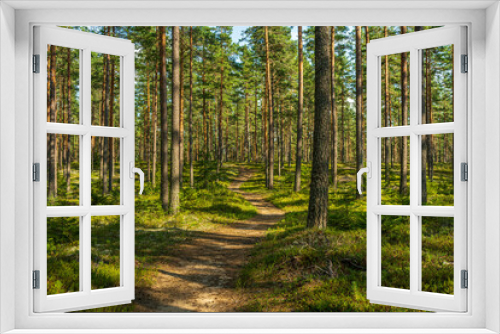 Fototapeta Naklejka Na Ścianę Okno 3D - Walking path in a beautiful pine forest in Sweden