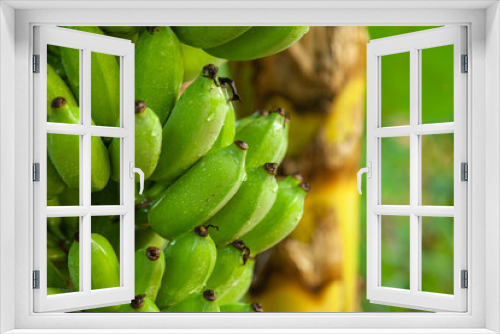 Fototapeta Naklejka Na Ścianę Okno 3D - A raw banana on a banana tree