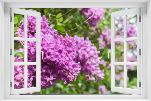 Fototapeta Naklejka Na Ścianę Okno 3D - Purple Lilac Bush in Full Bloom