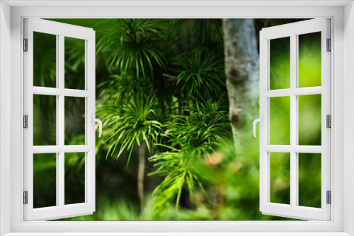 Fototapeta Naklejka Na Ścianę Okno 3D - Green