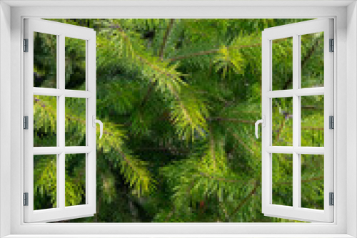 Fototapeta Naklejka Na Ścianę Okno 3D - Beautiful, green spruce branches close-up, in sunny weather