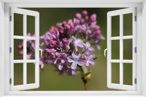 Fototapeta Naklejka Na Ścianę Okno 3D - Isolated branch of lilac, on a blurred green light background 