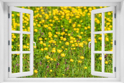 Fototapeta Naklejka Na Ścianę Okno 3D - Yellow Globeflower on a meadow a sunny summer day