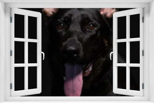Fototapeta Naklejka Na Ścianę Okno 3D - A Black German shepherd Belgian Malinois dog poses in the studio with a black background