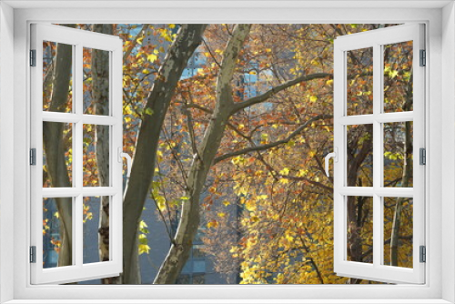 Fototapeta Naklejka Na Ścianę Okno 3D - The beautiful autumn landscape with the colorful autumn leaves on the trees in autumn