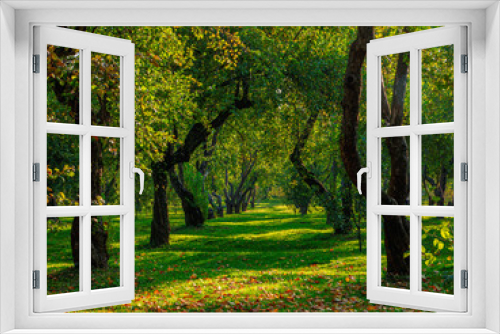 Fototapeta Naklejka Na Ścianę Okno 3D - An old apple orchard, trees in a row on a green lawn.