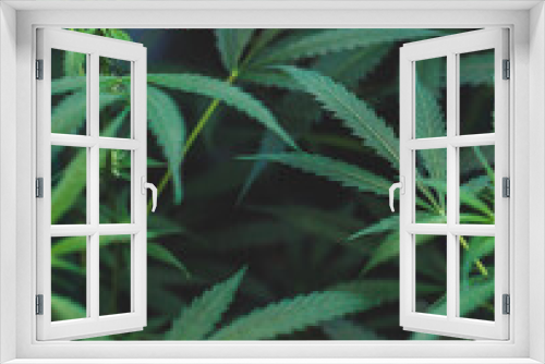 Fototapeta Naklejka Na Ścianę Okno 3D - Plantacion interior de marihuana del tipo amnesia haze medicinal y para uso recreativo