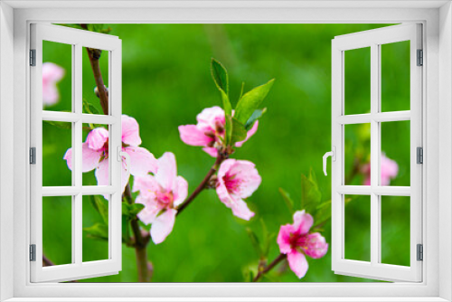 Fototapeta Naklejka Na Ścianę Okno 3D - Peach flowers blossom in spring.