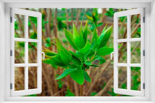 Fototapeta Naklejka Na Ścianę Okno 3D - plant in the garden, grass, green, plant, nature, spring, summer, field, lawn, leaf, leaves, meadow, garden, fresh, growth, macro, close-up,  natural, season, new, grow, agriculture, abstract, blade