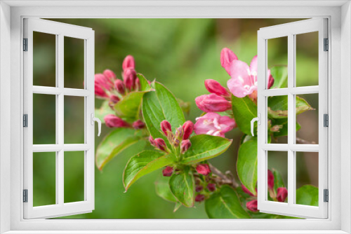 Fototapeta Naklejka Na Ścianę Okno 3D - Pink-flowered tree blooming during spring