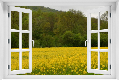 Fototapeta Naklejka Na Ścianę Okno 3D - field of yellow flowers in France near Pyrenees mountains