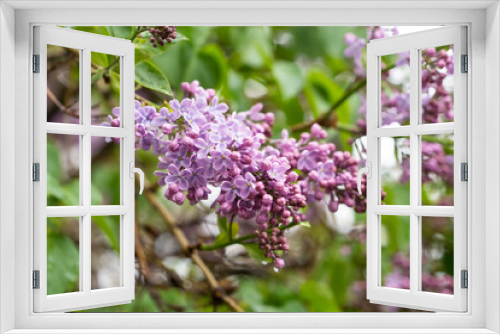 Fototapeta Naklejka Na Ścianę Okno 3D - Big lilac branch bloom. Bright blooms of spring lilacs bush. Spring blue lilac flowers close-up on blurred background. Bouquet of purple flowers after the rain.