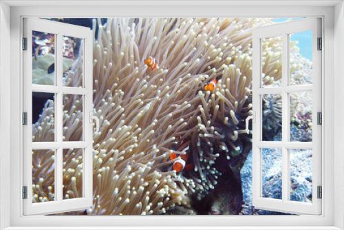 Fototapeta Naklejka Na Ścianę Okno 3D - Clown fish and sea anemone, natural symbiosis. Coral reef with fishes. Tropical underwater sea fishes.