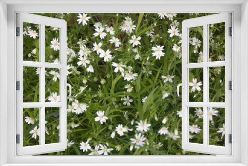 Fototapeta Naklejka Na Ścianę Okno 3D - Green spring grass. Small white flowers. Lawn with flowers.
