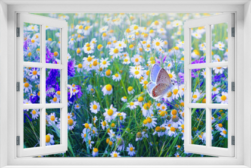 Fototapeta Naklejka Na Ścianę Okno 3D - Beautiful field meadow flowers chamomile and violet wild bells and  butterfly in summer morning in green grass on nature.