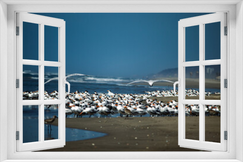 Fototapeta Naklejka Na Ścianę Okno 3D - Gaviotas en la playa