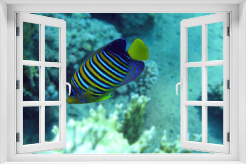 Fototapeta Naklejka Na Ścianę Okno 3D - Beautiful coral reef fish, underwater wildlife nature