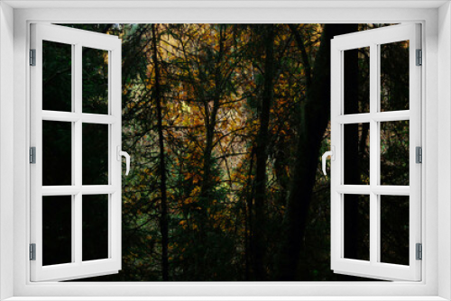 Fototapeta Naklejka Na Ścianę Okno 3D - Textured forest colored style.