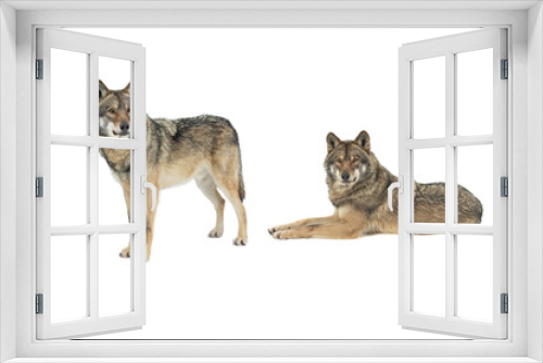 Fototapeta Naklejka Na Ścianę Okno 3D - two gray wolves isolated on white background