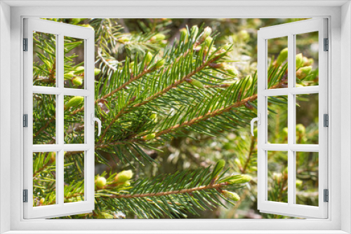 Fototapeta Naklejka Na Ścianę Okno 3D - young spruce buds and needles for symbol of evergreen trees