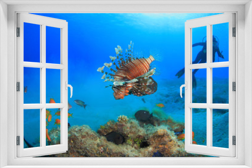 Fototapeta Naklejka Na Ścianę Okno 3D - Diving in the Red Sea
