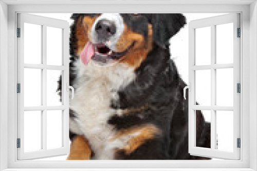 Fototapeta Naklejka Na Ścianę Okno 3D - Bernese Mountain Dog