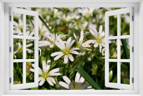 Fototapeta Naklejka Na Ścianę Okno 3D - Stellaires: Fleurs blanches printanières.
