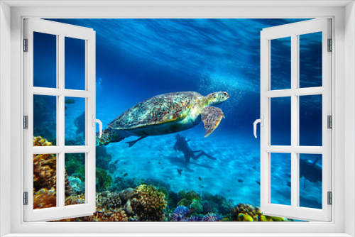 Fototapeta Naklejka Na Ścianę Okno 3D - turtle swims underwater