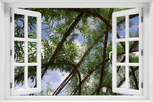 Fototapeta Naklejka Na Ścianę Okno 3D - bambou gardening against blue sky