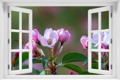 Fototapeta Naklejka Na Ścianę Okno 3D - Fresh pink flowers of a blossoming apple tree with blured background