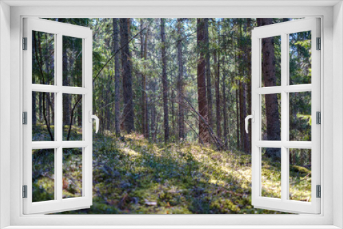Fototapeta Naklejka Na Ścianę Okno 3D - natural summer forest lush with bushes, tree trunks and moss