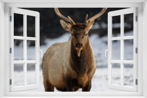 Fototapeta Naklejka Na Ścianę Okno 3D - Elk Straight On