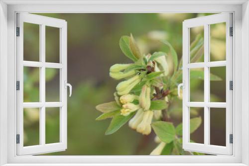 Fototapeta Naklejka Na Ścianę Okno 3D - Lonicera caerulea, blue honeysuckle spring leaves and flowers and buds