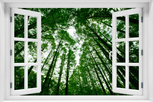 Fototapeta Naklejka Na Ścianę Okno 3D - In the fresh green forest where the green is bright