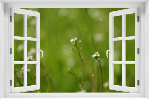 Fototapeta Naklejka Na Ścianę Okno 3D - Natural background with small white flowers in green grass