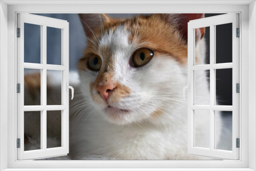 Fototapeta Naklejka Na Ścianę Okno 3D - Rudo-biały kot - zdjęcie portretowe