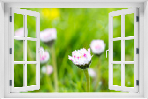 Fototapeta Naklejka Na Ścianę Okno 3D - daisies in the garden - soft focus