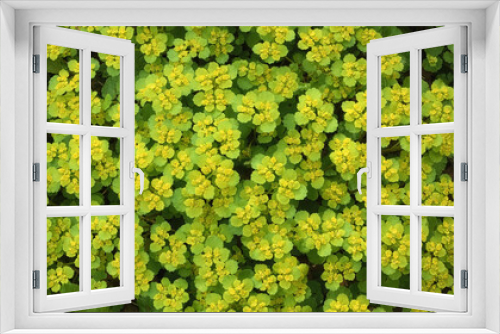 Fototapeta Naklejka Na Ścianę Okno 3D - Wechselblättriges Milzkraut (Chrysosplenium alternifolium), Deutschland, Europa