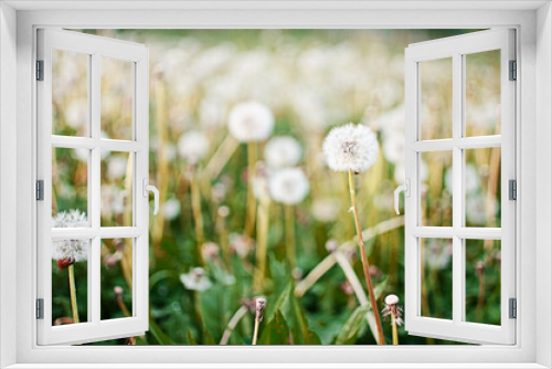 Fototapeta Naklejka Na Ścianę Okno 3D - Delicate and light dandelion flowers outdoors