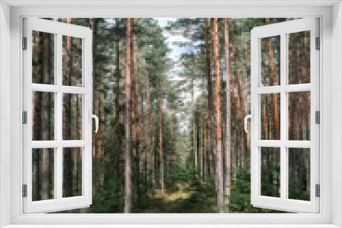 Fototapeta Naklejka Na Ścianę Okno 3D - tree trunk textured background in spring forest