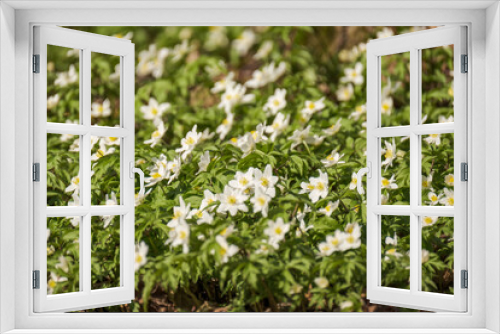 Fototapeta Naklejka Na Ścianę Okno 3D - white small spring flowers closeup on green meadow