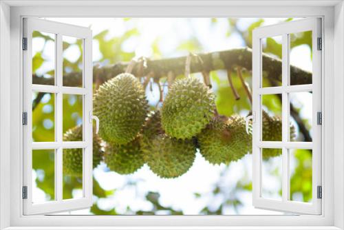 Fototapeta Naklejka Na Ścianę Okno 3D - Durian on tree. King of fruit.