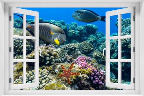 Fototapeta Naklejka Na Ścianę Okno 3D - Tropical fish Acanthurus sohal