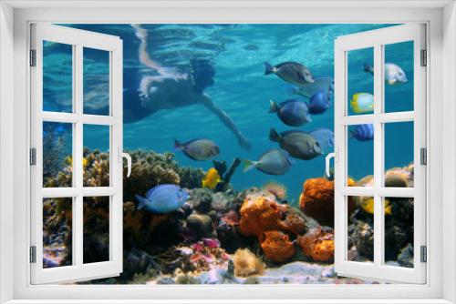 Fototapeta Naklejka Na Ścianę Okno 3D - Man underwater snorkeling on a colorful coral reef with school of tropical fish, Caribbean sea