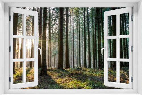 Fototapeta Naklejka Na Ścianę Okno 3D - Wald Bäume Sonnenschein Sonnenlicht Natur Strahlen