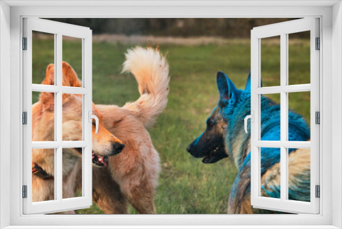Fototapeta Naklejka Na Ścianę Okno 3D - German Shepherd and half breed white Swiss Shepherd play together sprinkled with colored colors of blue and orange. Indian color paint festival and outdoor dog walk in park.