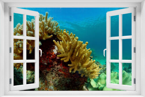 Fototapeta Naklejka Na Ścianę Okno 3D - Sea coral reef. Underwater Tropical Sea Seascape. Tropical fish reef marine. Philippines.