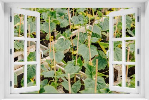 Fototapeta Naklejka Na Ścianę Okno 3D - Seedling of cucumbers in wooden boxes in a plant nursery. Buy seedlings for the garden in the store. Buy and plant small plants in spring 
